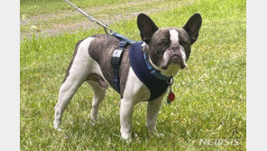 애완견 버리고 비행기 탄 美 견주…동물학대로 기소