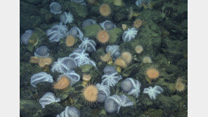 수천마리 문어 떼지어 한 곳에… 3200m 심해 비밀 풀렸다