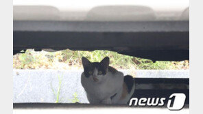 “활 쏘면 재밌다” 길고양이 죽이고 채팅방에 공유…檢 실형 구형