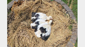 고창 아기황새 3마리 이름은 ‘찬란이·행복이·활력이’