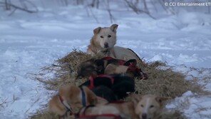 “피 흘려도 뛰어야” 알래스카 썰매견 학대…진도믹스견도 이용돼