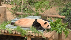 “소파에서 뒹구는 나인 줄”…푸바오·러바오 부녀 ‘귀염뽀짝’