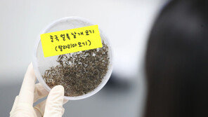 “애가 모기 물린 뒤 열나요.”…‘말라리아 공포’에 부모들 ‘안절부절’