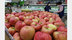 태풍-장마-폭염에… ‘金사과’ 됐네