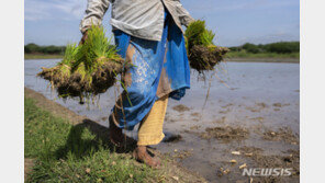 인도, 쌀 수출제한 확대…바스마티쌀 수출 하한가 설정