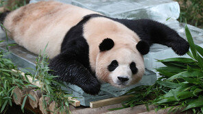 귀엽다고 판다에 죽순 준 관광객…평생 판다 못 볼 수도