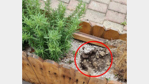 카페 앞 로즈메리 7그루 ‘몽땅’ 뽑아간 할머니 “피부에 좋다길래” 뻔뻔