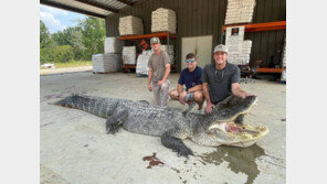 ‘4.35m’ 악어 美서 포획 신기록…“올리는 데만 7시간”