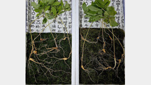 4대 이은 지리산 천종산삼 14뿌리, 감정가 총 8000만원