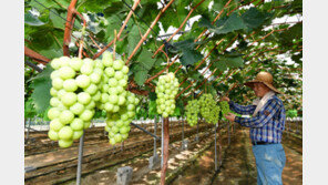 추석 선물용 샤인머스캣 곧 출하