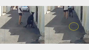 이웃집 문 앞에 싼 개똥 안치운 견주…블랙박스 ‘찰칵’