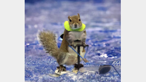 美서 열리는 ‘다람쥐 수상스키 쇼’…44년째 수익 전액 기부(영상)