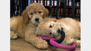 반려동물 영업장 불법행위 막는다…번식용 부모견 등록 도입