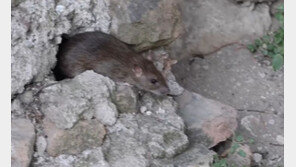 로마에만 700만 마리…쥐떼에 고통받는 콜로세움