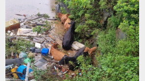 “꺼내주소~” 물에 빠진 ‘소 가족’ 6마리 구출작전 (영상)