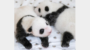 “타이씽푸” 에버랜드 쌍둥이 판다 이름 공모에 3만건 접수