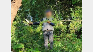 제주 올레길서 움막 생활 60대, 리조트 대나무 5그루 훔쳐 구속