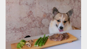 ‘반려견 한우 먹방’ 악플에 77만 유튜버 “죄송”…누리꾼은 “이걸 왜 사과?”