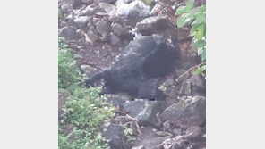 지리산 반달가슴곰 염소농장 습격…10마리 피해·3마리 숨진채 발견