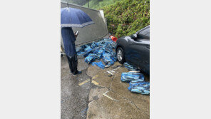 폭우속 도로에 쏟아진 냉동 복어…배추트럭 빌려 운송 도와준 경찰