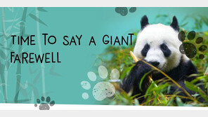 영국살이 끝낸 ‘판다’ 中돌아간다…10년 임대 종료