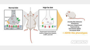 “고지방 섭취, 수면장애·ADHD 유발”…지스트 연구진 확인