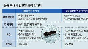 ‘美서 年3300억원 피해’ 흰개미, 국내 출현