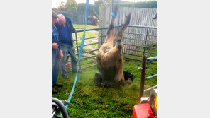 땅속으로 사라져 버린 황소…머리부터 구멍에 거꾸로 박혀 (영상)