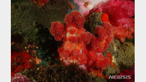 해수부, 세계 최초 유성생식 기반 인공증식 성공한 산호 해양 방류