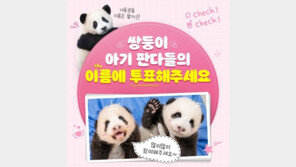“10쌍 중 하나 골라주세요”…에버랜드, ‘쌍둥이 판다 이름 짓기’ 온라인 투표 진행