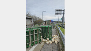 순천완주고속도서 닭 싣고 달리던 5톤트럭 전도…도로 정체