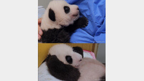 귀여움 폭발 ‘생후 69일’ 판다 쌍둥이…엄마 만나면 ‘핑크 털’ 왜?