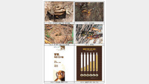 말벌 독 꿀벌과 비교했더니…진짜 무서운 이유 따로 있었다