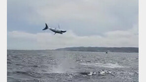 포항 호미곶 앞바다서 낚시에 걸린 대형 청상아리 ‘공중부양’