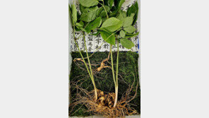 지리산서 ‘줄기 4개’ 초대형 산삼 발견…“1억2000만원 이상”