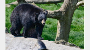 “먹이 찾으러” 미국 디즈니월드에 출몰한 ‘흑곰’…시설 일부 폐쇄