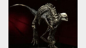 “예상가 17억원”…1억5000만년 전 공룡화석 佛서 경매