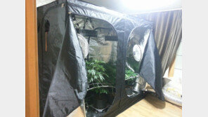 호텔 직원들이 객실서 대마 재배·흡연…임신부도 있었다