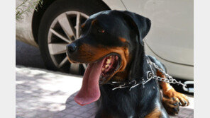 “맹견 2마리가 셰퍼드 물어뜯어…견주는 방치” 동물학대 의심신고 