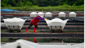 “50년간 염전서 착취 당해” 고백 60대에 날아온 세금 독촉장 ‘왜’
