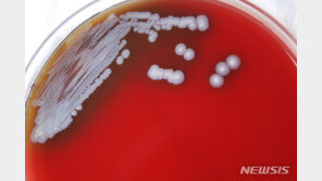 베트남 10대 소녀, ‘식인 박테리아’ 유비저균 감염 한 달 만에 사망