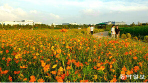 만개한 코스모스 군락지서 가을 향기 물씬∼