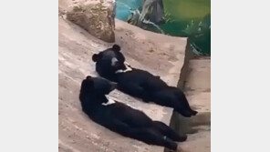 드러누워 관광객에 ‘안녕’…“곰 탈 쓴 사람 확신” 中동물원 또 논란