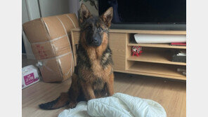 “5만원에 넘겼다”…맹견 2마리에 물어뜯긴 셰퍼드 생사 불명