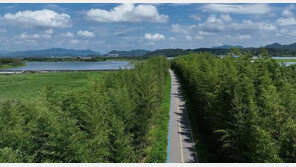 전남의 가장 아름다운 숲은 ‘담양 대나무 가로수’