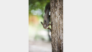 “청설모가 전선 건드려…” 광주 아파트 1500가구 정전 