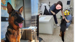 ‘물어뜯긴 셰퍼드’ 찾았다…“새 이름 짱이” 맘 좋은 노부부가 입양
