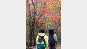 벌써 제주 ‘한라산 단풍’ 전쟁…10월 주말·휴일 탐방권 동나