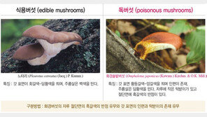 ‘끓이면 독 없어진다?’…상식 믿고 야생버섯 채취 금물