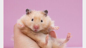 교사 집 문 따고 햄스터 훔쳐간 7세…부모는 되레 ‘민원’